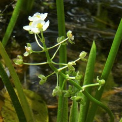 Sagittaria platyphylla