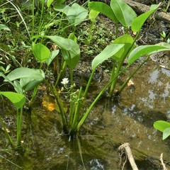 Sagittaria platyphylla