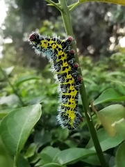 Copaxa multifenestrata