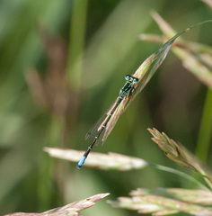 Ischnura perparva