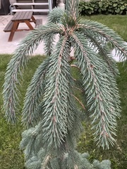 Pinaceae