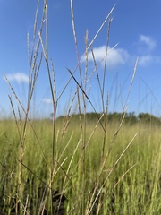 Schizachyrium rhizomatum