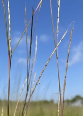 Schizachyrium rhizomatum