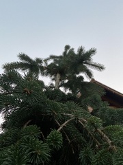 Pinaceae