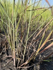 Schizachyrium rhizomatum