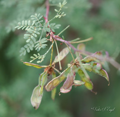 Mimosa texana