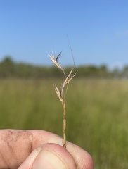 Schizachyrium rhizomatum
