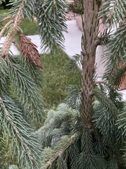 Pinaceae