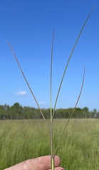 Schizachyrium rhizomatum