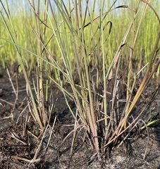 Schizachyrium rhizomatum