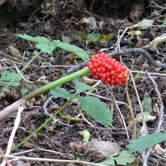 Arisaema dracontium