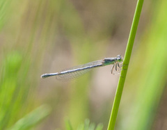 Ischnura perparva