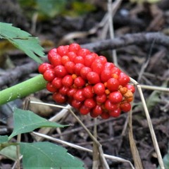 Arisaema dracontium