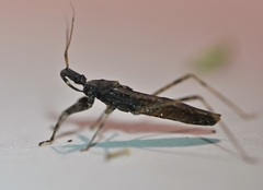 Oncocephalus breviscutum