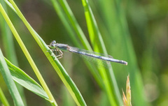 Ischnura perparva