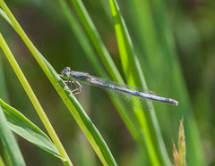 Ischnura perparva