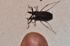 Oncocephalus breviscutum