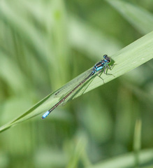 Ischnura damula