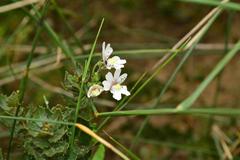Nemesia bicornis