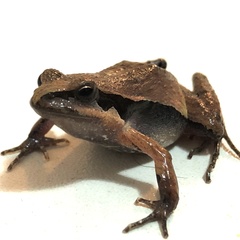 Physalaemus carrizorum