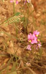 Ixia scillaris scillaris