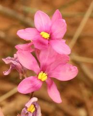 Ixia scillaris scillaris