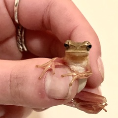 Boana leptolineata