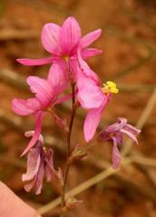 Ixia scillaris scillaris