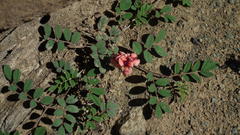 Indigofera alternans