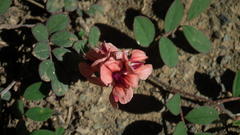 Indigofera alternans