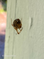 Parasteatoda tepidariorum tepidariorum