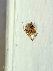 Parasteatoda tepidariorum tepidariorum