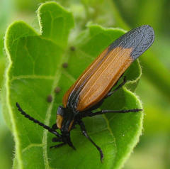 Lycus palliatus