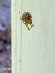 Parasteatoda tepidariorum tepidariorum