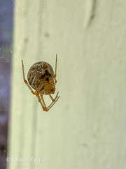 Parasteatoda tepidariorum tepidariorum