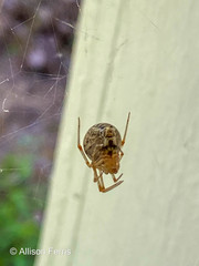 Parasteatoda tepidariorum tepidariorum