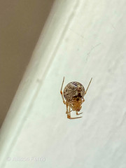 Parasteatoda tepidariorum tepidariorum