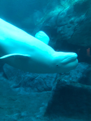Delphinapterus