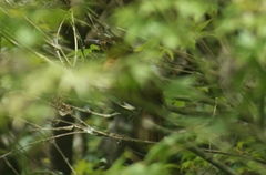 Clibanornis rubiginosus