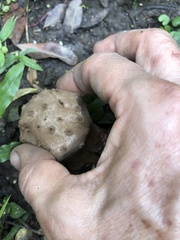 Myriostoma
