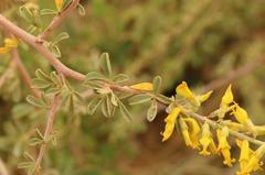 Wiborgia
