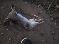 Sylvilagus brasiliensis