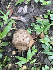 Myriostoma