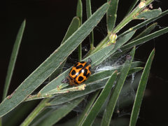 Peltoschema basicolle