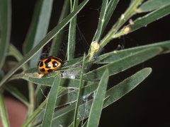 Peltoschema basicolle