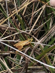 Scinax squalirostris