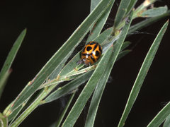 Peltoschema basicolle