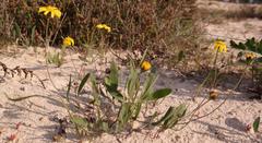 Othonna stenophylla
