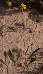 Othonna stenophylla
