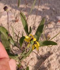 Othonna stenophylla